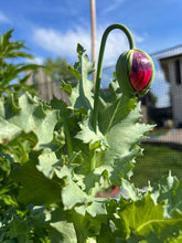 Load image into Gallery viewer, POPPY - Double Pink