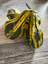 Load image into Gallery viewer, GOURD - Autumn Wings Mix