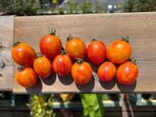 Load image into Gallery viewer, TOMATO - Sunrise Bumblebee
