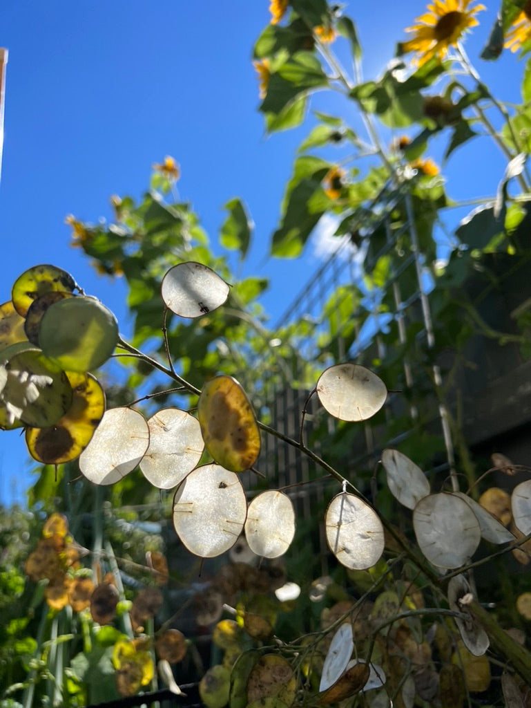 MONEY PLANT – The Superior Gardener