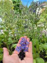 Load image into Gallery viewer, BORAGE
