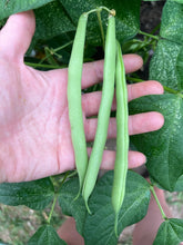 Load image into Gallery viewer, BEAN, BUSH - Earliserve