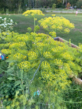 Load image into Gallery viewer, DILL