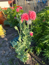Load image into Gallery viewer, POPPY - Double Pink