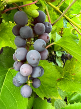 Load image into Gallery viewer, GRAPE - Red Concord