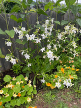 Load image into Gallery viewer, NICOTIANA - White