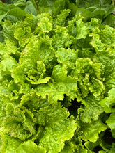 Load image into Gallery viewer, LETTUCE - Iceberg