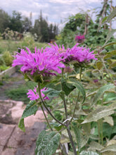 Load image into Gallery viewer, BEE BALM - Lilac