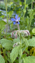 Load image into Gallery viewer, BORAGE