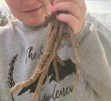 Load image into Gallery viewer, BURDOCK