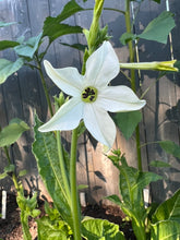Load image into Gallery viewer, NICOTIANA - White