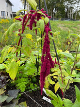 Load image into Gallery viewer, AMARANTH - Love Lies Bleeding