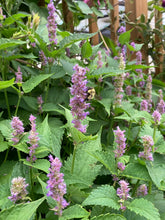 Load image into Gallery viewer, ANISE HYSSOP