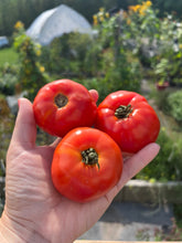 Load image into Gallery viewer, TOMATO - Bonny's Best