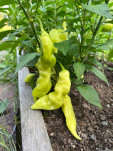 Load image into Gallery viewer, PEPPER (HOT) - Sugar Rush Peach