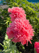 Load image into Gallery viewer, POPPY - Double Pink
