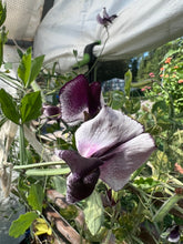 Load image into Gallery viewer, SWEET PEA - Nimbus