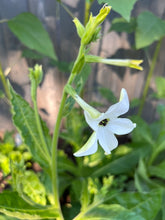 Load image into Gallery viewer, NICOTIANA - White