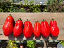 Load image into Gallery viewer, TOMATO - San Marzano