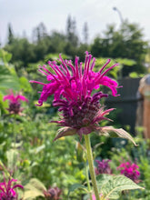 Load image into Gallery viewer, BEE BALM - Purple