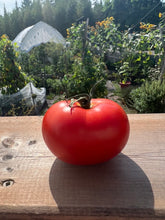 Load image into Gallery viewer, TOMATO - Manitoba