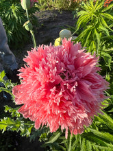 Load image into Gallery viewer, POPPY - Double Pink
