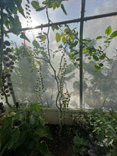 Load image into Gallery viewer, TOMATO - Spoon