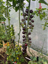 Load image into Gallery viewer, TOMATO - Black Strawberry