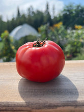 Load image into Gallery viewer, TOMATO - Bonny's Best