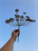 Load image into Gallery viewer, DILL
