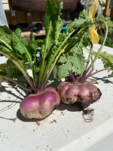 Load image into Gallery viewer, TURNIP - Purple Top Milan