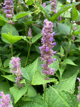 Load image into Gallery viewer, ANISE HYSSOP