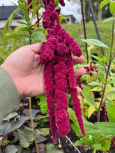 Load image into Gallery viewer, AMARANTH - Love Lies Bleeding