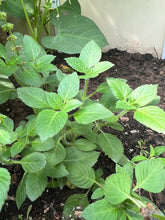 Load image into Gallery viewer, BASIL - HOLY (Tulsi)