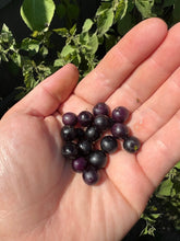 Load image into Gallery viewer, SUNBERRY