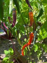 Load image into Gallery viewer, PEPPER (HOT) - Buena Mulata