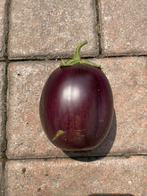 Load image into Gallery viewer, EGGPLANT - Morden Midget