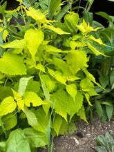 Load image into Gallery viewer, ANISE HYSSOP - Korean Mint