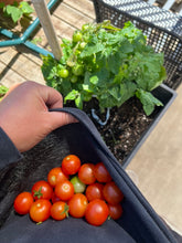 Load image into Gallery viewer, TOMATO - Tiny Tim
