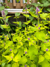 Load image into Gallery viewer, ANISE HYSSOP - Korean Mint