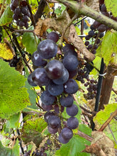 Load image into Gallery viewer, GRAPE - Red Concord