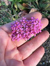 Load image into Gallery viewer, YARROW - Pink