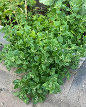 Load image into Gallery viewer, SPINACH - New Zealand