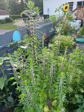 Load image into Gallery viewer, MOTHERWORT