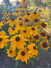 Load image into Gallery viewer, RUDBECKIA - Yellow