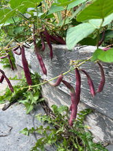 Load image into Gallery viewer, BEAN, BUSH - Red Swan