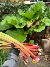 Load image into Gallery viewer, RHUBARB
