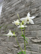 Load image into Gallery viewer, COLUMBINE - White
