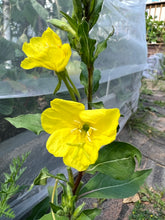 Load image into Gallery viewer, EVENING PRIMROSE
