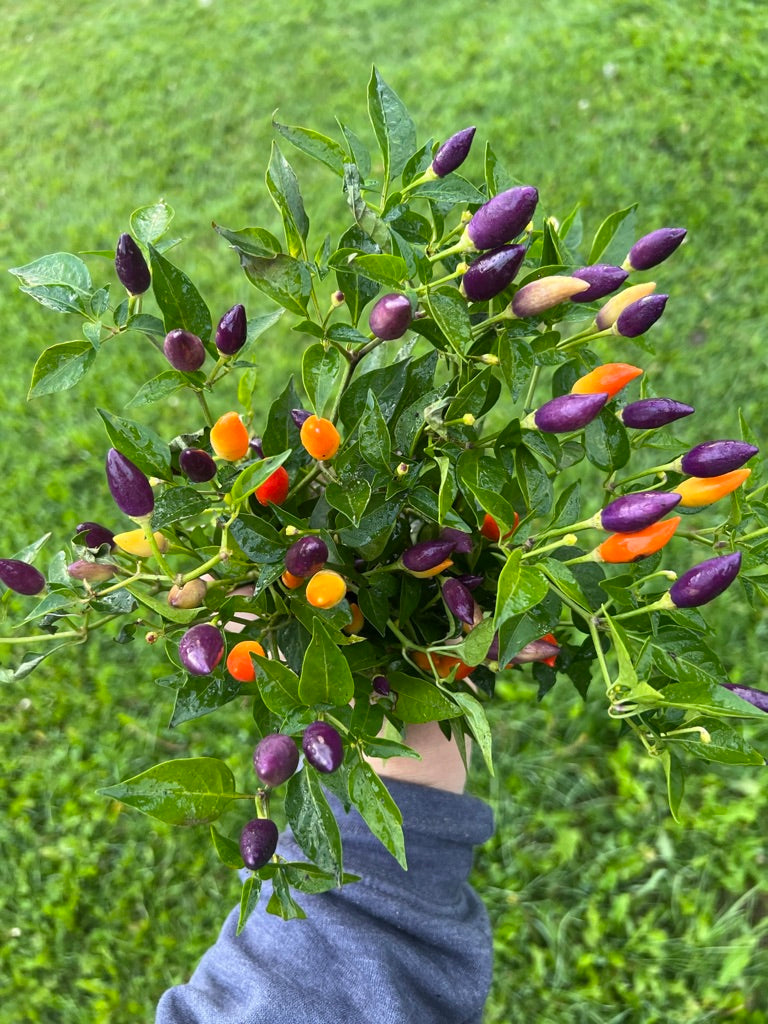 PEPPER (HOT) Bolivian Rainbow The Superior Gardener